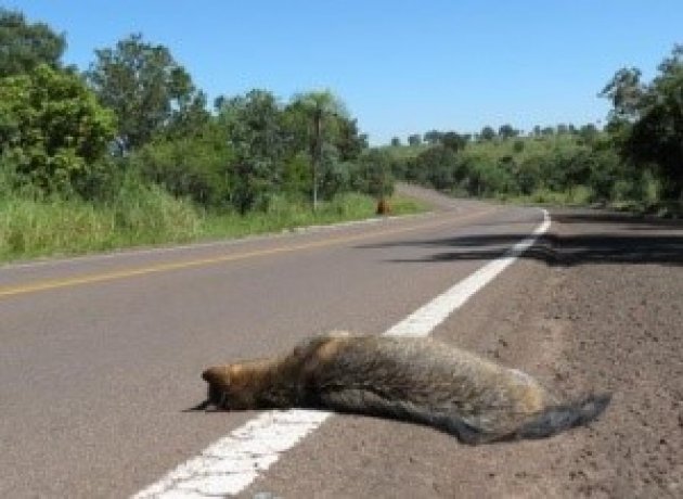 Projeto prevê pontos de travessia para animais silvestres em rodovias de MS